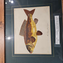 FAO: A.N. - Cyprinus. King Of Carps By J Wilkes. With Original Colour. Pub 1802