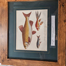 FAO: A.N. - Cyprinus 3 Fishes By J Wilkes With Original Colour Published 1802