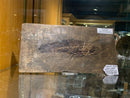 Eocene Bowfin Fossil - From Word Heritage Messel Site , Germany