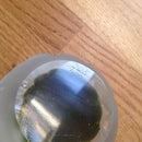 Caithness limited edition 'Seabase' paperweight