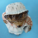 A Beswick Beatrix Potter Figurine Mrs Tiggy-Winkle BP2a Backstamp