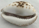 Engraved Cowrie Shell with Insignia of the Royal Electrical & Mechanical Engineers.