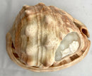 Victorian Large Conch Shell Cameo of The Duke of Wellington.