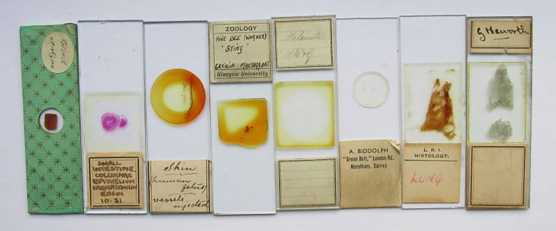 Collection Of Fifteen (15) Histological & Other Microscope Slides