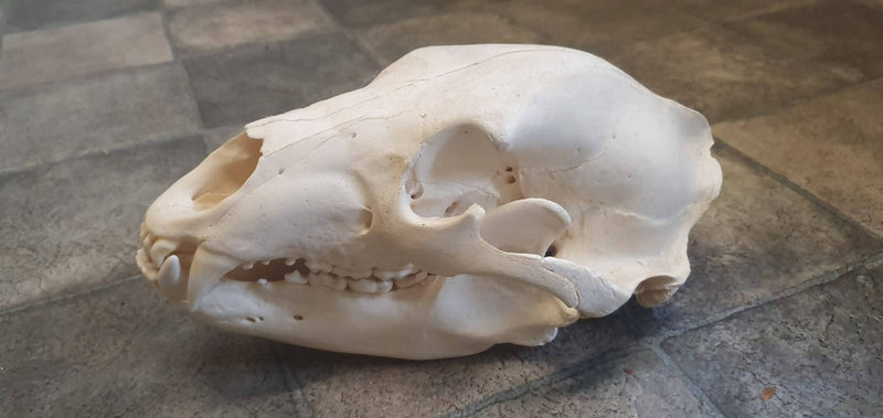 Black Bear Skull - 29cm