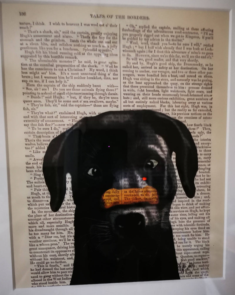 Signed Black Labrador Bone on Nose Print