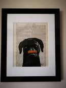 Signed Black Labrador Bone on Nose Print