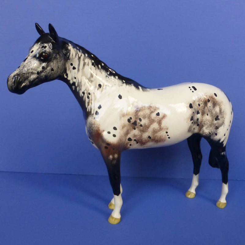 The Appaloosa horse - Royal Horse