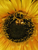 New Extremely Rare Size AAA Uruguay Citrine Ring - N/O