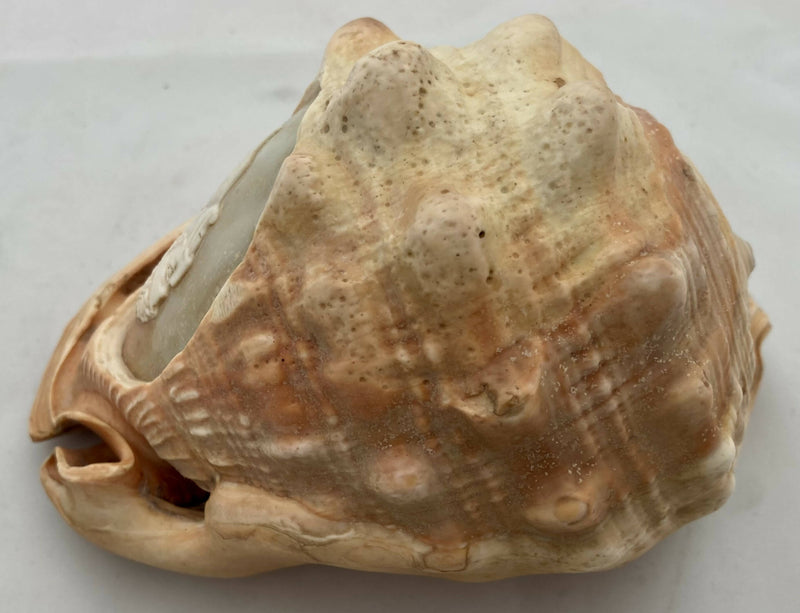 Victorian Large Conch Shell Cameo of The Duke of Wellington.