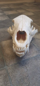 Black Bear Skull - 29cm